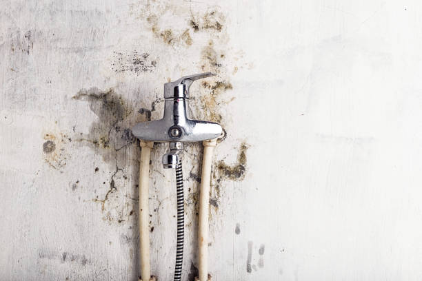 Best Commercial Mold Removal  in Mathis, TX