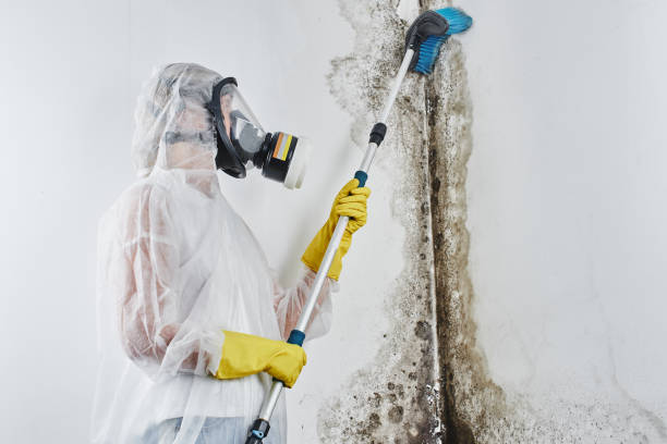 Best Professional Mold Removal  in Mathis, TX