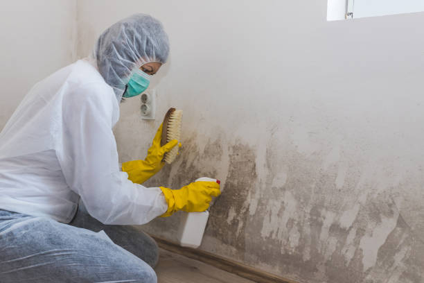 Best Mold Damage Repair  in Mathis, TX