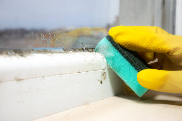 Certified Mold Removal in Mathis, TX