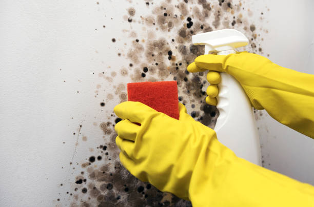 Reliable Mathis, TX Mold Removal Solutions
