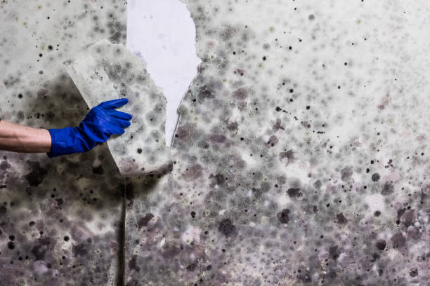 Best Local Mold Removal Service  in Mathis, TX
