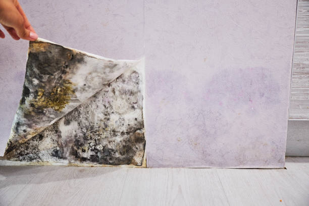 Home Mold Removal in Mathis, TX